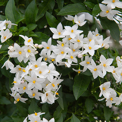 klimmende-nachtschade-(Solanum-jasminoides)