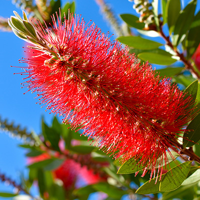 lampenpoetser-(Callistemon-citrinus-Splendens)