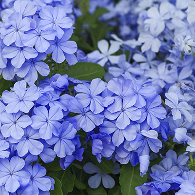 mannentrouw-(plumbago-auriculata)