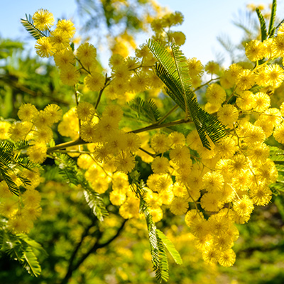 censuur Lao mesh mimosa-(Acacia-Dealbata) - Tuinplanten DEN KREUPEL