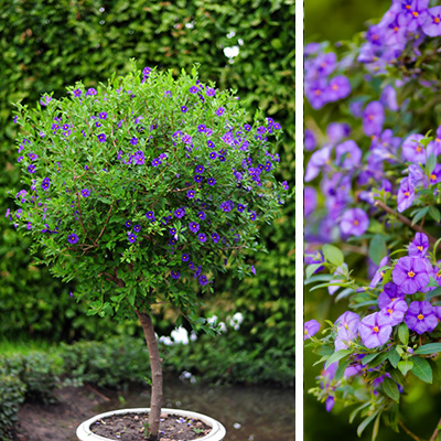 nachtschade-(solanum-rantonnetii-Blue)