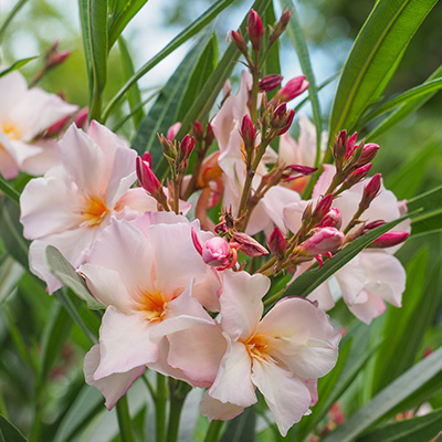 oleander-(Nerium-oleander-Salmon)