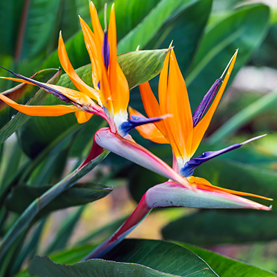 paradijsvolgelbloem-(strelitzia)