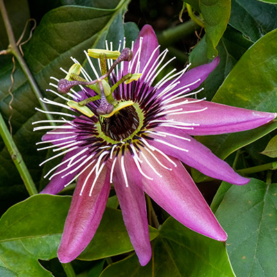 Passiflora caerulea