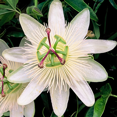 Passiflora caerulea