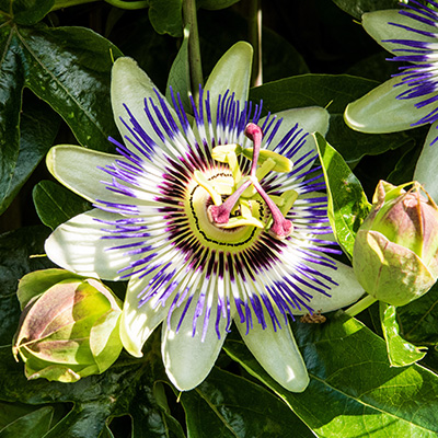 passiebloem winterhard (Passiflora caerulea)