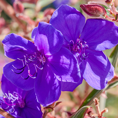 spinnenbloem-(Tibouchina-urvilleana)