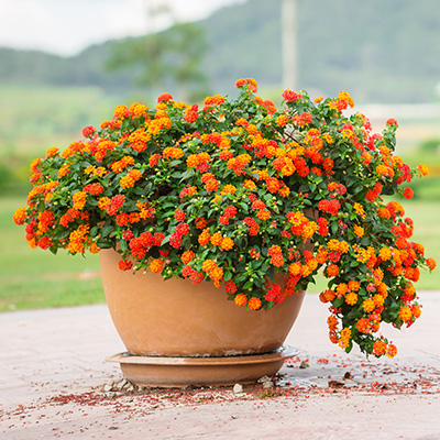 verkleurbloem-(Lantana-camara-Orange)