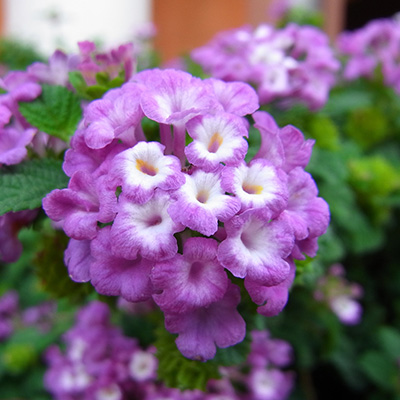 verkleurbloem-(Lantana-camara-Purple)