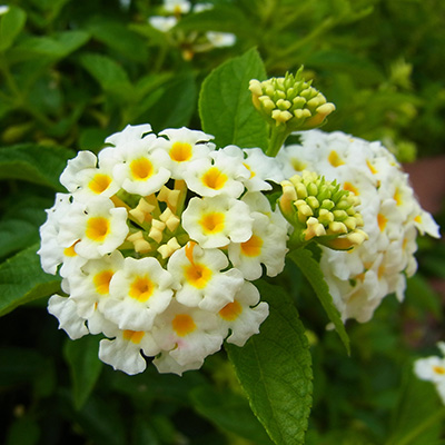 verkleurbloem-(Lantana-camara-Yellow)