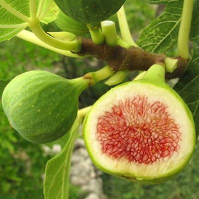 vijgenboom-(Ficus-carica)