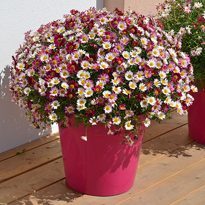 zomermargriet-(Argyranthemum-frutescens)