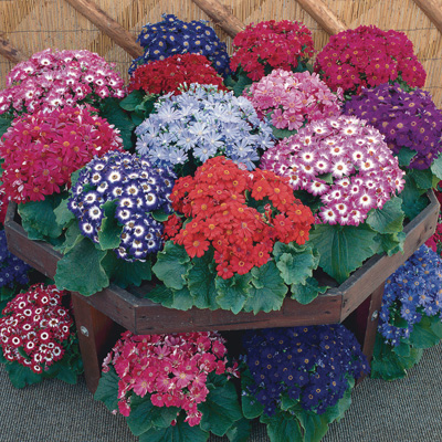 asbloem Senetti (Senecio-cruentus-Royalty-Mix)