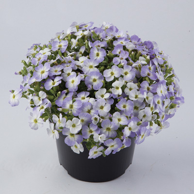 blauwkussen (Aubrieta-gracilis-Florado-Blue-Blush-Bicolour)