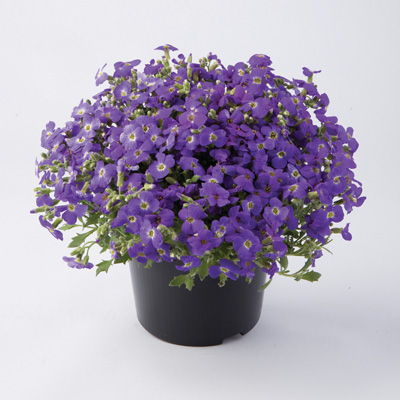 blauwkussen (Aubrieta-gracilis-Florado-Blue-Eye)