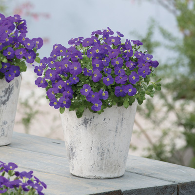 blauwkussen (Aubrieta-gracilis-Kitte-Blue)