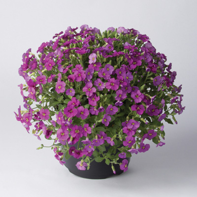 blauwkussen-(Aubrieta-gracilis-Florado-Rose-Red)