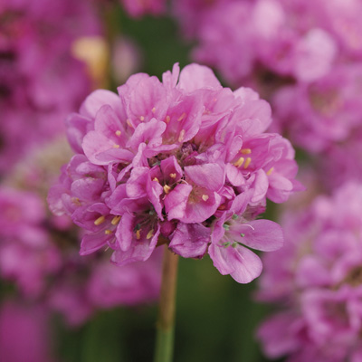 engels gras (Armeria-pseudarmeria-Ballerina-Purple-Rose)