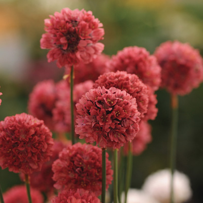 engels gras (Armeria-pseudarmeria-Ballerina-Red)