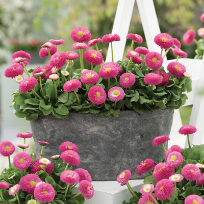 madeliefje (Bellis-perennis-Bella-Rose)