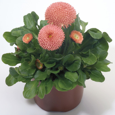 madeliefje (Bellis-perennis-Tasso-Pink)