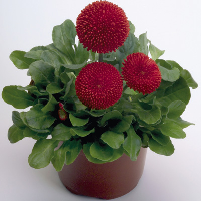 madeliefje (Bellis-perennis-Tasso-Red)