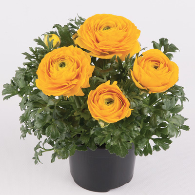 ranonkel - Perzische boterbloemen (Ranunculus-asiaticus-Vortex-F1-Golden-Yellow)