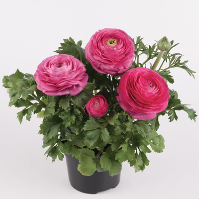 ranonkel (Ranunculus-asiaticus-Vortex-F1-Hot-Pink)