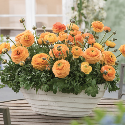 ranonkel (Ranunculus-asiaticus-Vortex-F1-Orange-Apricot)