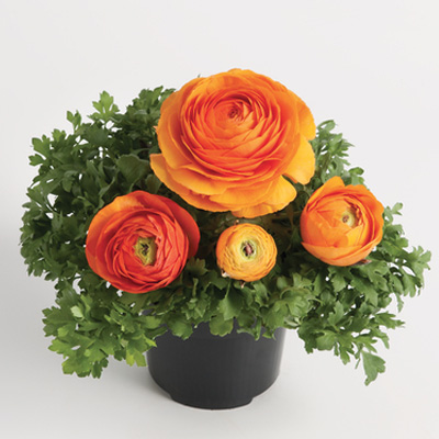 ranonkel (Ranunculus-asiaticus-Vortex-F1-Orange)