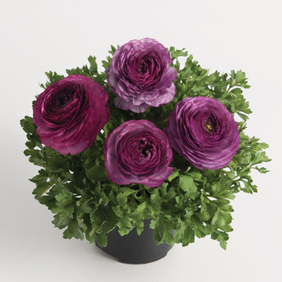 ranonkel (Ranunculus-asiaticus-Vortex-F1-Violet)