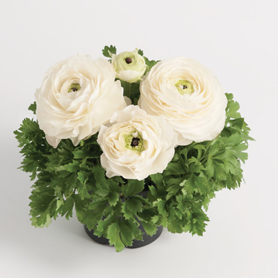 ranonkel (Ranunculus-asiaticus-Vortex-F1-White)