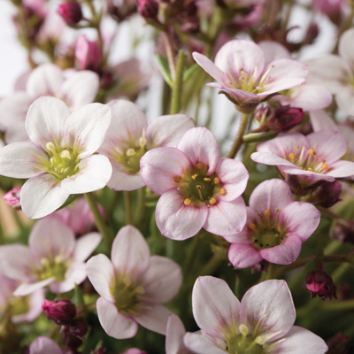 steenbreek (Saxifraga-x-arendsii-Ice-Colours-Pearl-White)