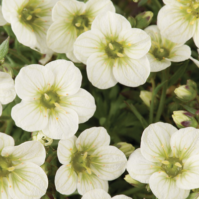 steenbreek (Saxifraga-x-arendsii-Limerock)