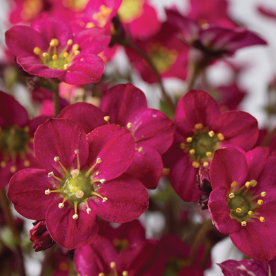 steenbreek (Saxifraga-x-arendsii-Marto-Hot-Rose)