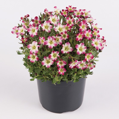 steenbreek (Saxifraga-x-arendsii-Marto-Picotee-Red)