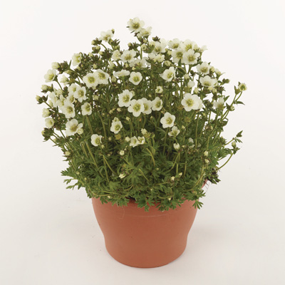 steenbreek (Saxifraga-x-arendsii-Marto-White)