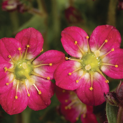 steenbreek (Saxifraga-x-arendsii-Pixie-Rose)