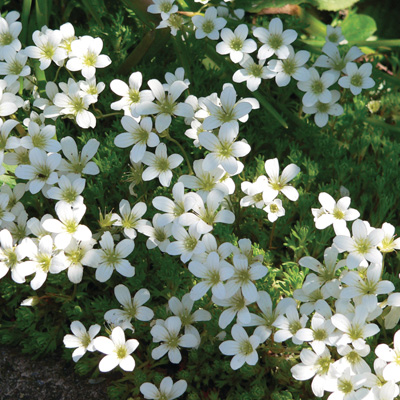 steenbreek (Saxifraga-x-arendsii-Pixie-White)