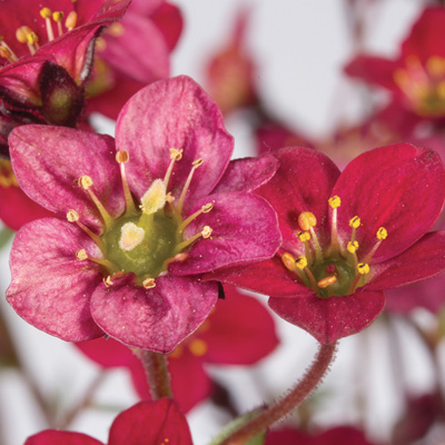 steenbreek (Saxifraga-x-arendsii-Saxony-Red)