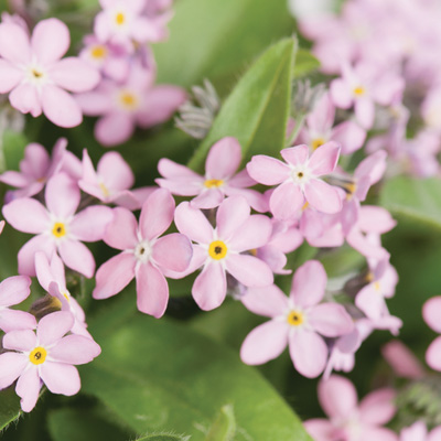 vergeet-me-nietje (Myosotis-sylvatica-Mon-Amie-Pink)