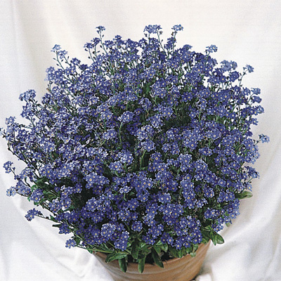 vergeet-me-nietje (Myosotis-sylvatica-Miro)