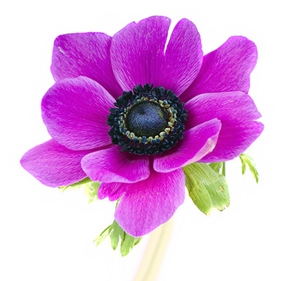 klaproos anemoon (Anemone-coronaria-Animo-F1-Pink-Colours)