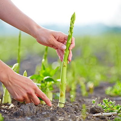 asperge (Asparagus-officinalis)