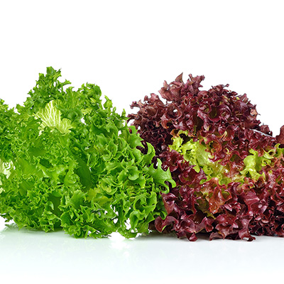 batavia-sla (Lactuca-sativa-Crisp-Lettuce)