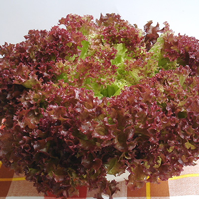 sla lollo rossa (Lactuca-sativa-var.-crispa)