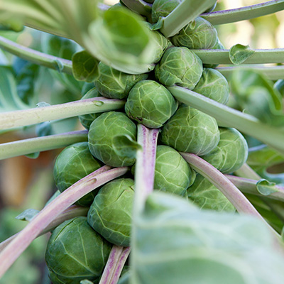 spruitkool (Brassica-oleracea-var.-gemmifera)