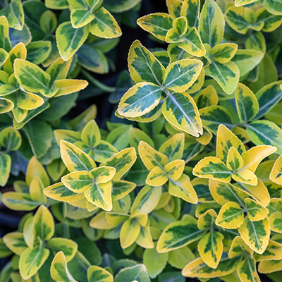 Japanse kardinaalsmuts (Euonymus-fortunei-Aureum)