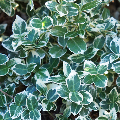 Japanse kardinaalsmuts (Euonymus-fortunei-Emerald-Gaiety)