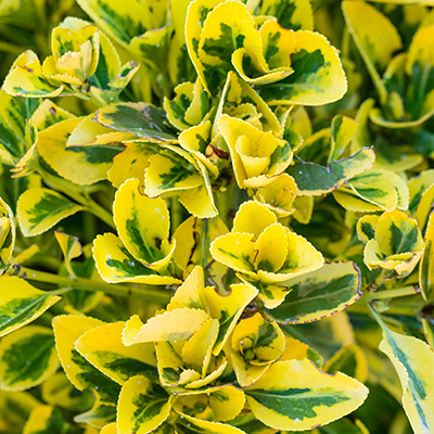 Japanse kardinaalsmuts (Euonymus-fortunei-Emerald-Gold)